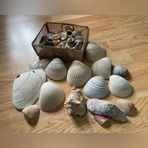 Sea Shell Collection